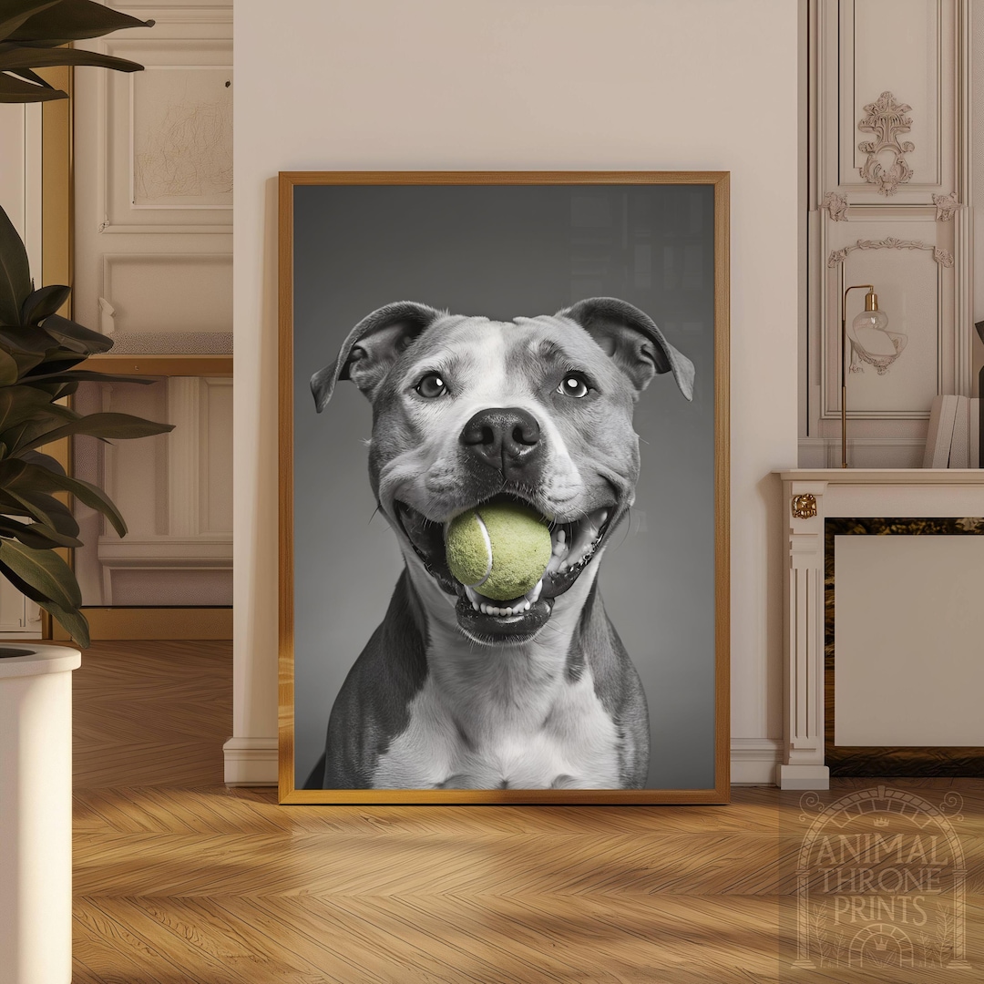 Playful Bully Kutta Wall Art – Dog With Tennis Ball – Funny Pet