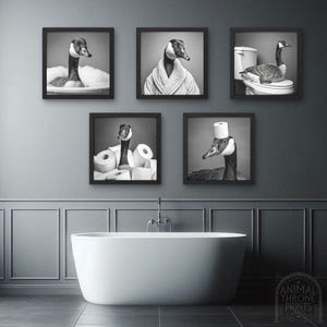 May include: Five black and white framed photographs of a goose wearing a toilet paper roll as a hat, sitting on a toilet, and in a bathtub. The goose is also shown wearing a bathrobe and standing in a bathroom.