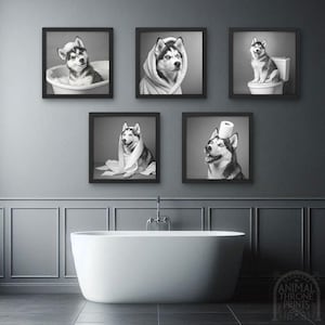 Puede incluir: Una serie de cinco fotografías en blanco y negro enmarcadas de un perro husky en varios entornos de baño. El perro se muestra en una bañera, envuelto en una toalla, en un inodoro, con una toalla en la cabeza y con un rollo de papel higiénico en la cabeza.