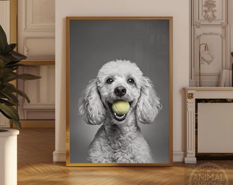 Könnte beinhalten: Schwarz-Weiß-Druck eines Pudels mit einem Tennisball im Maul. Der Hund hat lockiges Fell und ein fröhliches Gesicht. Der Hintergrund ist einfarbig grau.