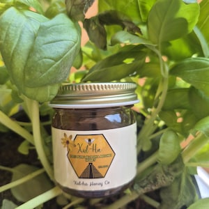 K&ouml;nnte beinhalten: Ein kleines Glas mit goldfarbenem Deckel, gef&uuml;llt mit dunklem Honig. Das Etikett lautet "Xul-Ha 100% Pure Melipona Beecheri Honey" mit einer Maya-Pyramidengrafik und dem Text "Xul-Ha Honey Co."