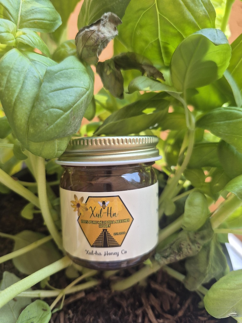 K&ouml;nnte beinhalten: Ein kleines Glas mit goldfarbenem Deckel, gef&uuml;llt mit dunklem Honig. Das Etikett lautet "Xul-Ha 100% Pure Melipona Beecheri Honey" mit einer Maya-Pyramidengrafik und dem Text "Xul-Ha Honey Co."