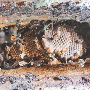 K&ouml;nnte beinhalten: Eine Nahaufnahme eines Bienenstocks mit Bienen und Larven in einem Baumstamm. Der Bienenstock besteht aus Wachs und hat eine hellbraune Farbe. Die Bienen sind um den Bienenstock herum gruppiert und einige fliegen um ihn herum.