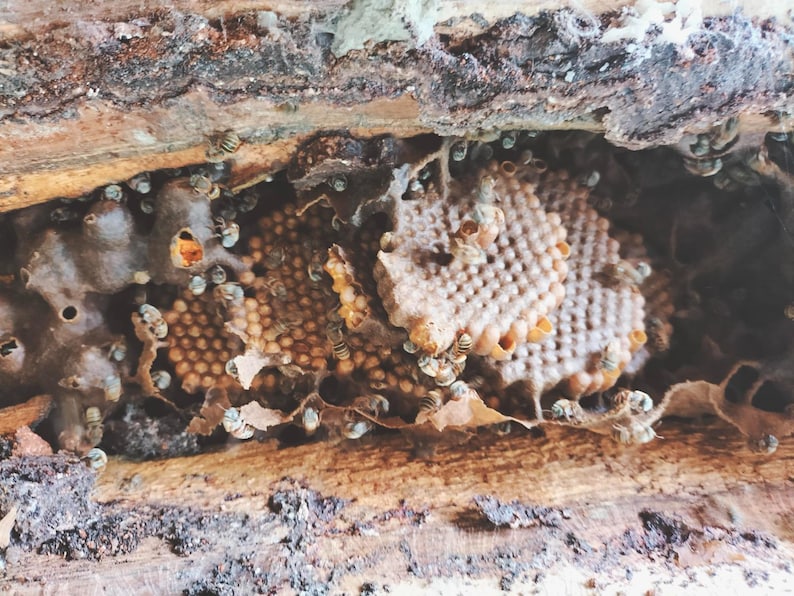 K&ouml;nnte beinhalten: Eine Nahaufnahme eines Bienenstocks mit Bienen und Larven in einem Baumstamm. Der Bienenstock besteht aus Wachs und hat eine hellbraune Farbe. Die Bienen sind um den Bienenstock herum gruppiert und einige fliegen um ihn herum.