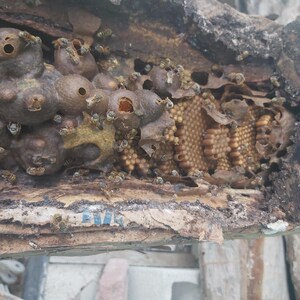 K&ouml;nnte beinhalten: Nahaufnahme eines Bienenstocks in einem ausgeh&ouml;hlten Baumstamm. Der Bienenstock besteht aus Wachs und hat eine goldene Farbe. Es befinden sich viele Bienen um den Bienenstock herum.