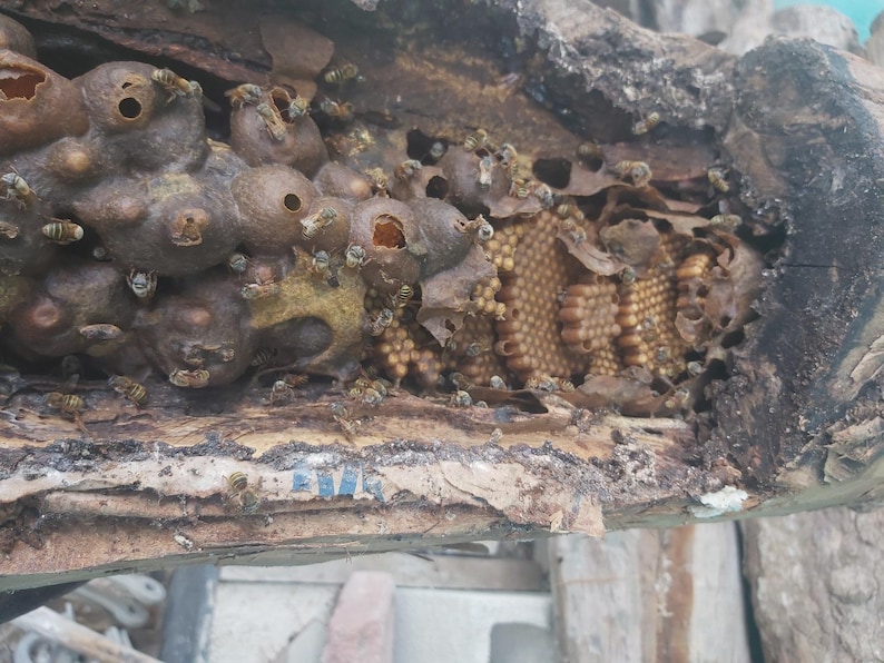 K&ouml;nnte beinhalten: Nahaufnahme eines Bienenstocks in einem ausgeh&ouml;hlten Baumstamm. Der Bienenstock besteht aus Wachs und hat eine goldene Farbe. Es befinden sich viele Bienen um den Bienenstock herum.