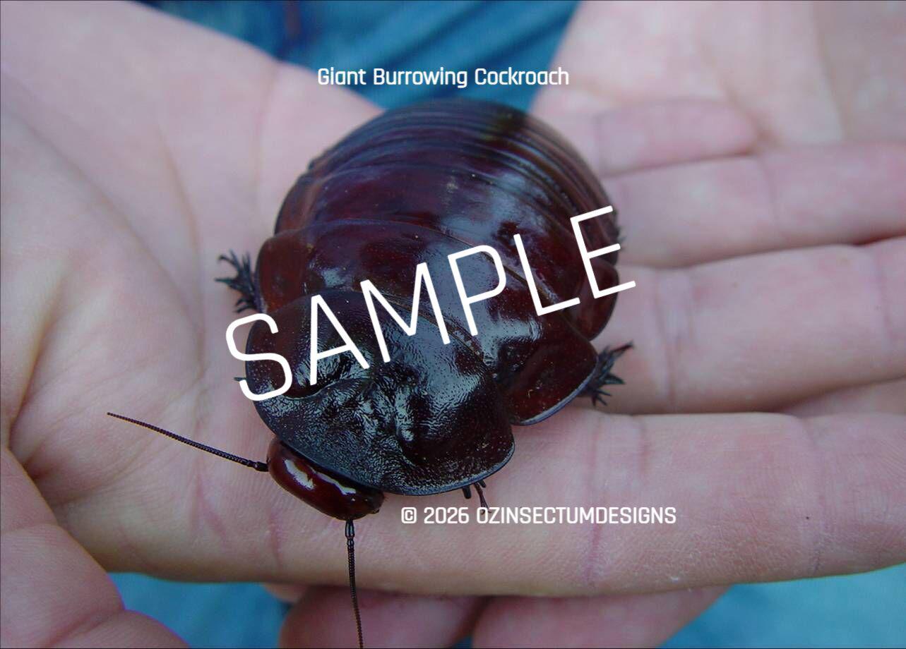 The Giant Burrowing Cockroach is Believed to Be Largest Cockroach in ...