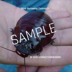 May include: A close-up of a Giant Burrowing Cockroach, a large, dark brown insect with a shiny, rounded body. The word "SAMPLE" is overlaid on the image. The text "© 2026 OZINSECTUMDESIGNS" is also visible.