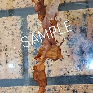 May include: A Spiny Stick Insect (Final Moult) in shades of brown and tan, with the word SAMPLE in white. The insect's exoskeleton is visible, along with a green leaf. The image includes the text © 2026 OZINSECTUMDESIGNS.