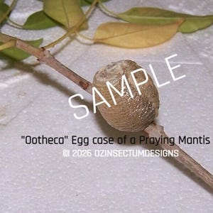 May include: A tan praying mantis egg case, or ootheca, is attached to a small branch. The oval-shaped egg case has a textured surface. The word "SAMPLE" is printed across the image. The image also includes leaves.