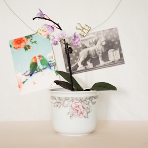 May include: A white ceramic flower pot with a floral design, holding a small orchid plant with purple flowers. Two pictures are clipped to a wire above the pot. One shows two birds, the other a lion statue.