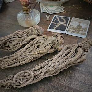 Master Root