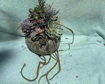 Arreglo de suculentas en maceta decorativa, suculentas raras, suculentas vivas, suculentas coloridas, regalo único, regalo para el Día de la Madre