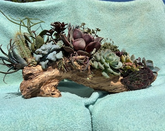 Maceta de imitación de madera flotante con hermosas suculentas vivas, suculentas únicas, suculentas raras, regalo único, regalo para el Día de la Madre, planta de interior