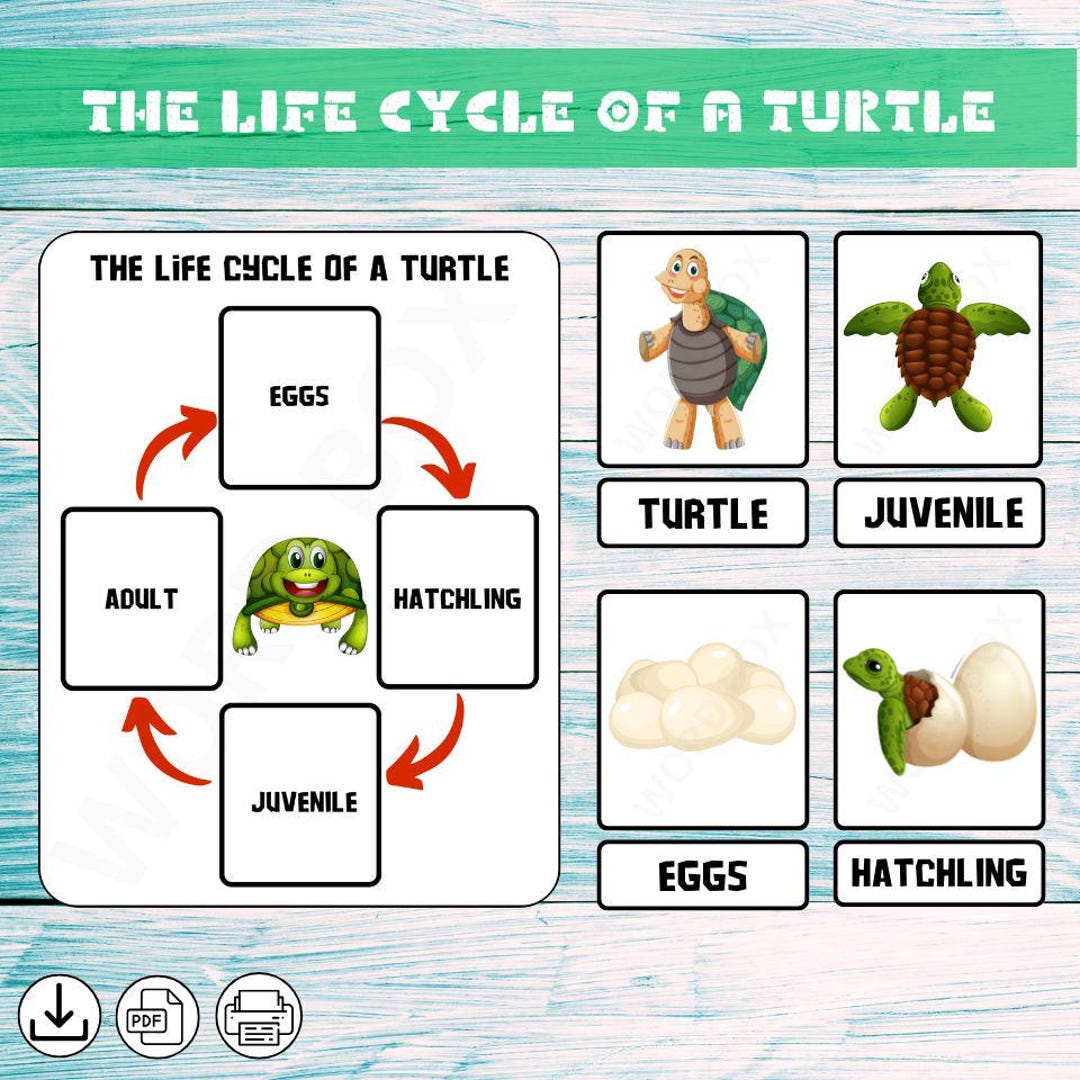 Turtle • Life Cycle Turtle • Nature Study • Montessori • Flashcards ...