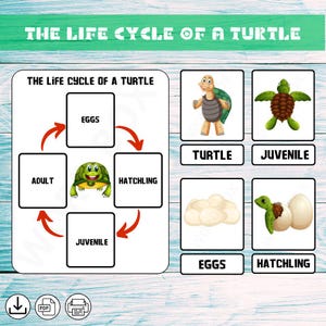 Turtle • Life Cycle Turtle • Nature Study • Montessori • Flashcards • Home Schooling • Homeschool • Printable Version • Instant Download