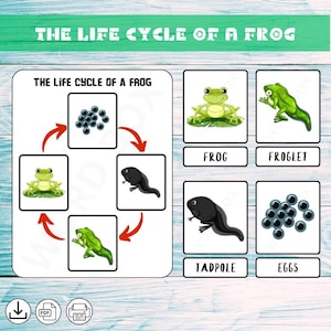 LEBENSZYKLUS DES FROSCHES • 5 Montessori-Karten • Lernkarten • Digitaler Download • Homeschooling • Montessori-Karten • Frosch •Lehrmaterial