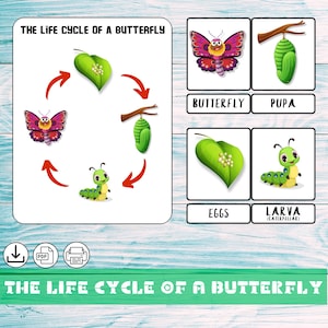VLINDERS Levenscyclus | Montessori-puzzels | Geheugenspel| Kleuterschool | VLINDERS| Rups| Flashcards| Natuurstudie, afdrukbare kaarten