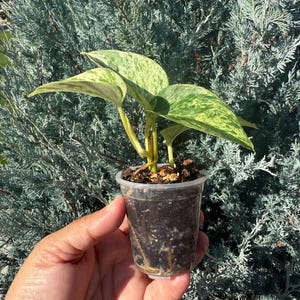 Marble Queen Pothos| Epipremnum | Live Plant | Indoor Houseplant | Starter Plant