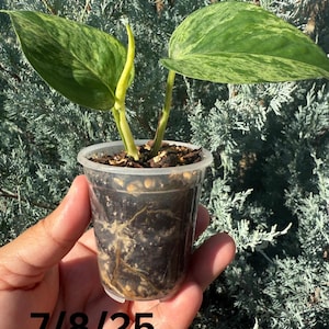 Marble Queen Pothos| Epipremnum | Live Plant | Indoor Houseplant | Starter Plant