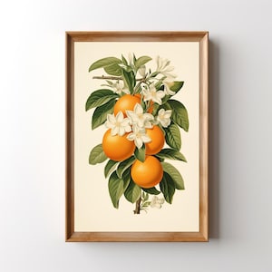Botanical Oranges Art Print: Retro Fruit Wall Art, Vintage Kitchen Decor, Boho Orange Poster image 1