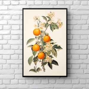 Retro Oranges Print, Botanical Oranges Wall Art, Vintage Fruit Poster, Boho Kitchen Decor Orange Blossoms Art Print, Citrus Dining Room