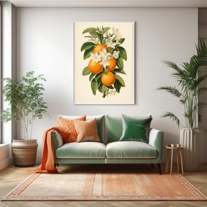 May include: A vintage botanical illustration of a branch of an orange tree with white blossoms and ripe orange fruit.