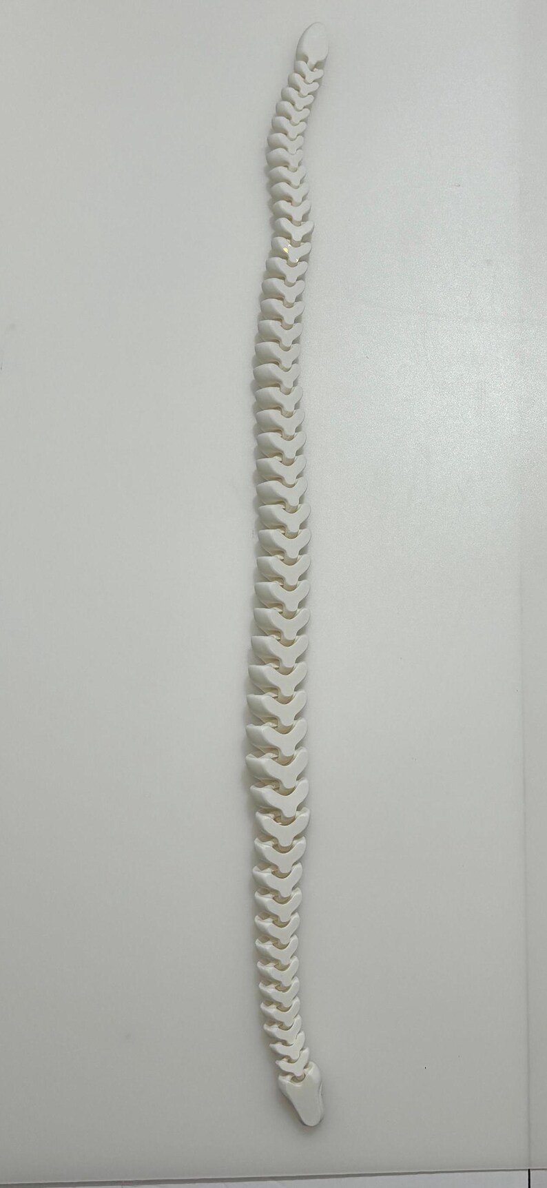 May include: A white, articulated spine model, showcasing the vertebrae and spinal structure. The model is made of a solid, opaque material and is positioned vertically against a white background.