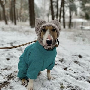May include: A white and brown bull terrier dog wearing a teal blue winter jumpsuit and a grey knitted hat with ear flaps. The dog is standing in the snow.