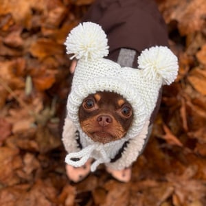 May include: A small brown dog wearing a white knitted hat with two pom-poms and a brown coat. The dog is looking up. The background is filled with brown autumn leaves.