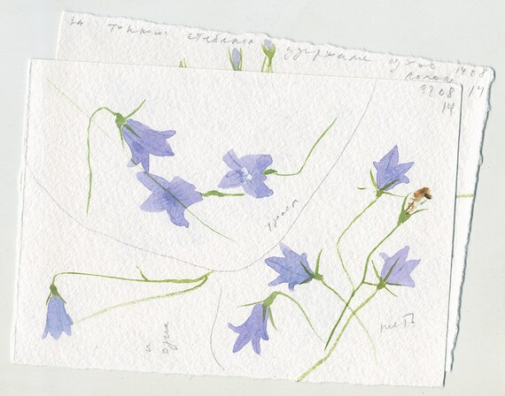 Bluebells Two Small Original Watercolor Drawings Free Etsy