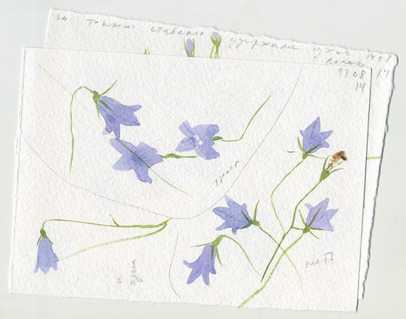 Bluebells Two Small Original Watercolor Drawings Free Etsy Bluebells Two Small Original Watercolor Drawings Free Etsy