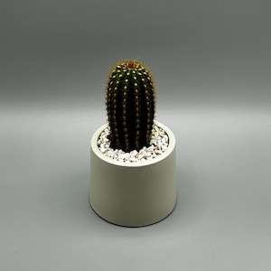 Vase fait main avec cactus et pierres - Cadeau parfait, décoration de maison ou de bureau, personnalisable, cactus
