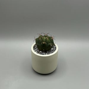 Customizable Gypsum Cactus Vase: Handmade Succulent Planter