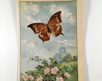 1917 Vintage BUTTERFLIES /"SILVERY BLUE/" BUTTERFLY COLOR Art Plate Lithograph