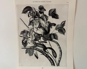 SCOIATTOLO ROSSO ORIENTALE Stampa vintage Audubon Nord America. 1951 12 x 8,5" Chickaree