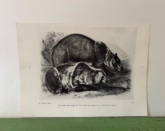 GRIZZLY BEAR Vintage Audubon North America Print. 1951 12 x 8.75"