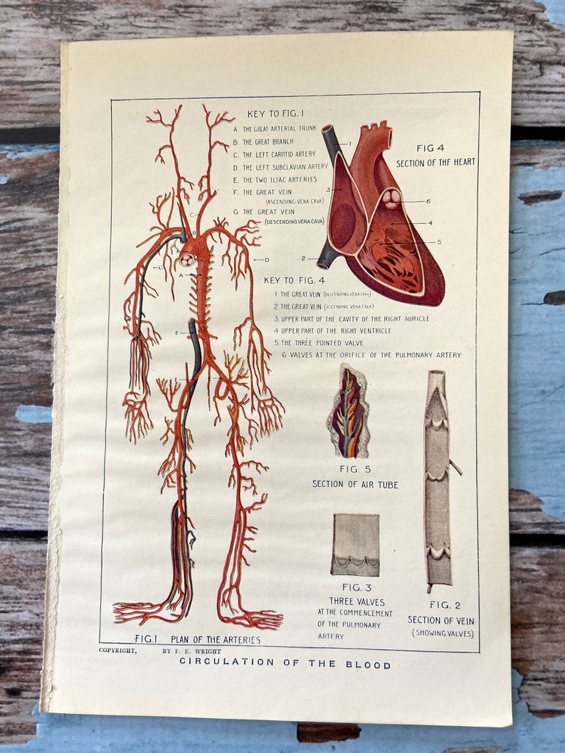 Vein Full Color Picture to Frame Circulatory System Heart Circulation of Blood 1925 Vintage Print Arteries Vessels Wall Hanging Decor