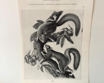 ARDILLA GRIS OCCIDENTAL. Lámina antigua de Audubon Norteamérica. 1951. 30,5 x 21,5 cm.