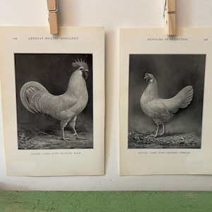 May include: Two vintage prints of chickens, held by clothespins. The left print shows a rooster, labeled "SINGLE-COMB BUFF LEGHORN MALE." The right print shows a hen, labeled "SINGLE-COMB BUFF LEGHORN FEMALE." Both prints are in black and white.