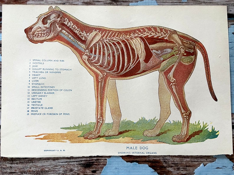 Antike HUND männlich Anatomie Tierarzt Druck. Volle Farbe Etsy