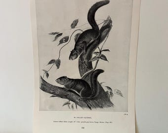 ARDILLA DE COLLIE. Lámina antigua de Audubon Norteamérica. 1951. 12 x 8,5 pulgadas.