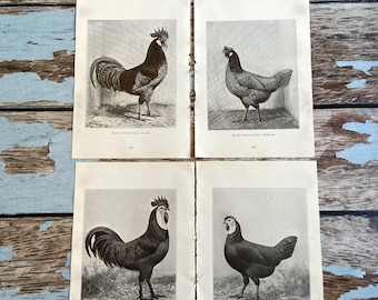 【リトグラフ】オーデュボン「アメリカの鳥類」NO.12 PL.58 単葉 初版 1733年 Frisch ドイツの鳥類 初版 Pl.107 キジ科 オオライチョウ