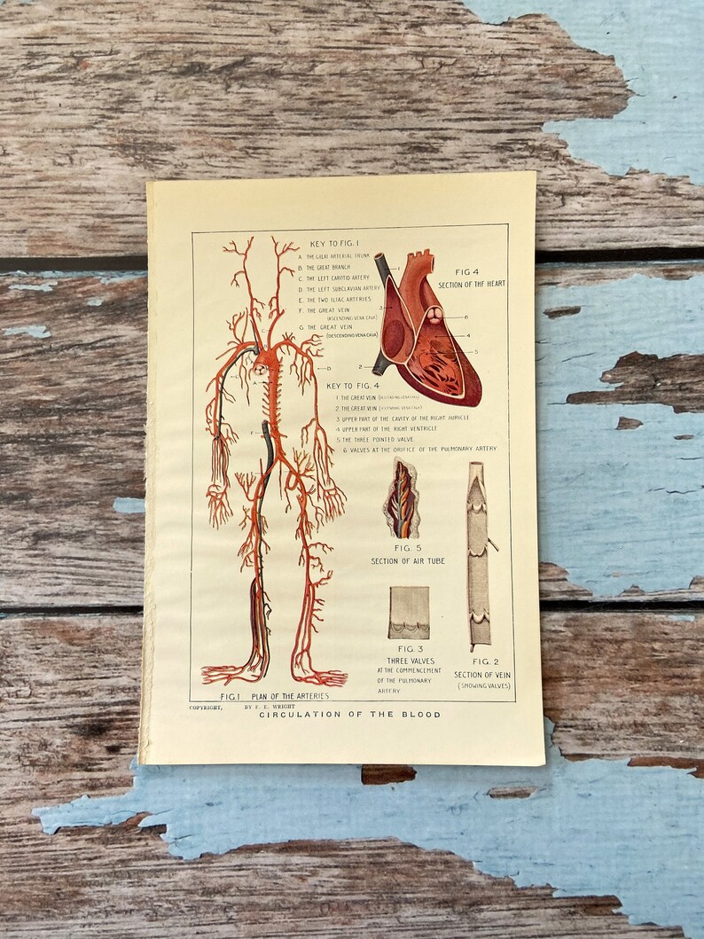 Vein Full Color Picture to Frame Circulatory System Heart Circulation of Blood 1925 Vintage Print Arteries Vessels Wall Hanging Decor