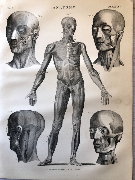 1883 Human Anatomy Print. Muscular System Muscles Of The Face - Etsy  Singapore