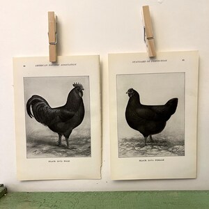Può includere: Due stampe vintage di polli Black Java, un maschio e una femmina, sono esposte. La stampa maschile è etichettata "Black Java Male" e la stampa femminile è etichettata "Black Java Female". Le stampe sono tenute da mollette di legno su uno sfondo bianco.