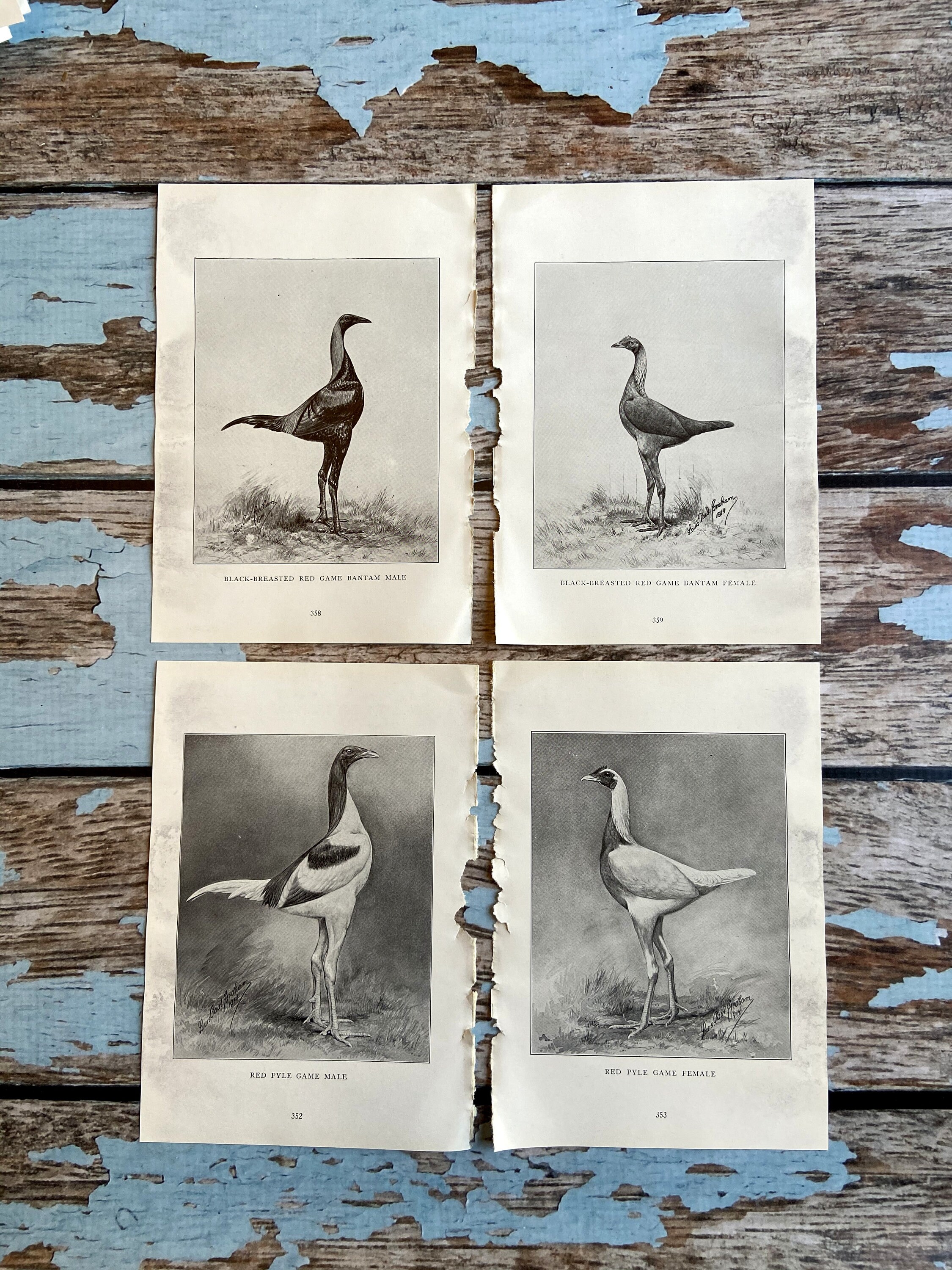 Game Bantams - Etsy