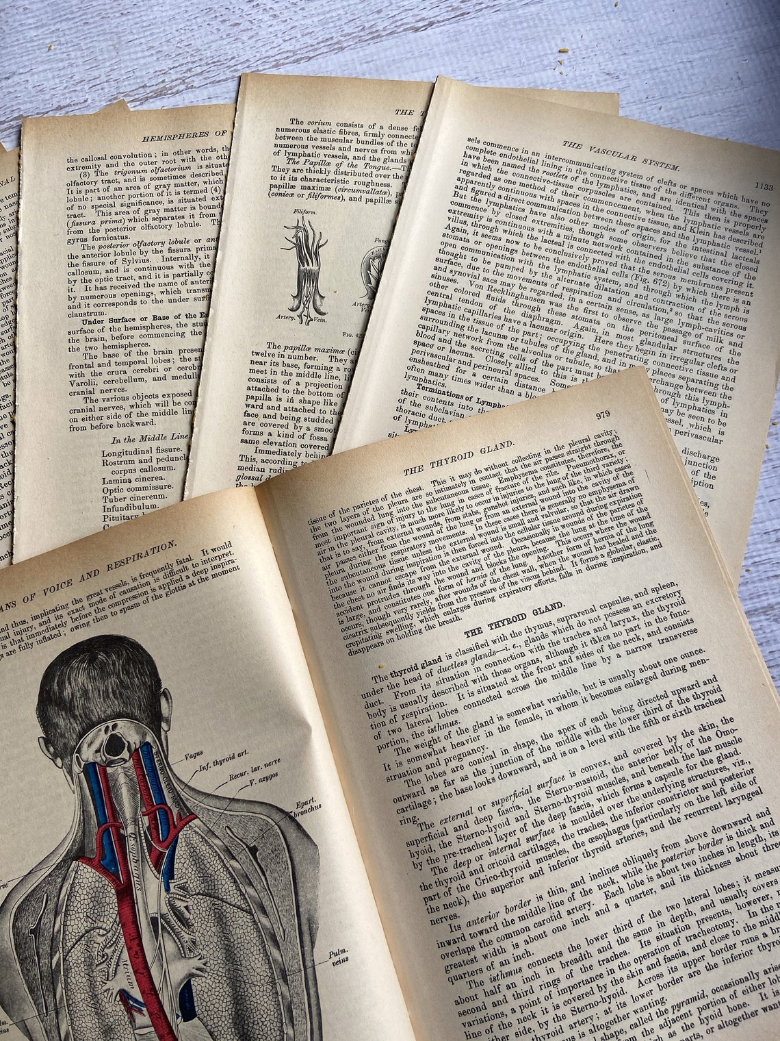 75 pg Anatomie Buch seiten Bundle. Medizinische Ephemera | Etsy