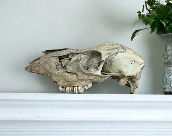 White Tailed Deer Skull. NYS Oddity, Natural Taxidermy, As Found- As Pictured
