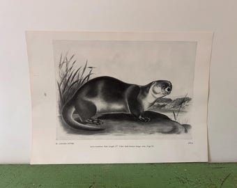 NUTRIA DE CANADÁ. Grabado antiguo de Audubon sobre Norteamérica. 1951. 12 x 8,5 pulgadas.